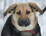 Собаки в Москве: Влада, щенок девочка из приюта Девочка, Бесплатно - фото 3