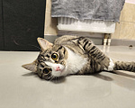 Кошки в Москве: Котенок в добрые руки Девочка, Бесплатно - фото 2
