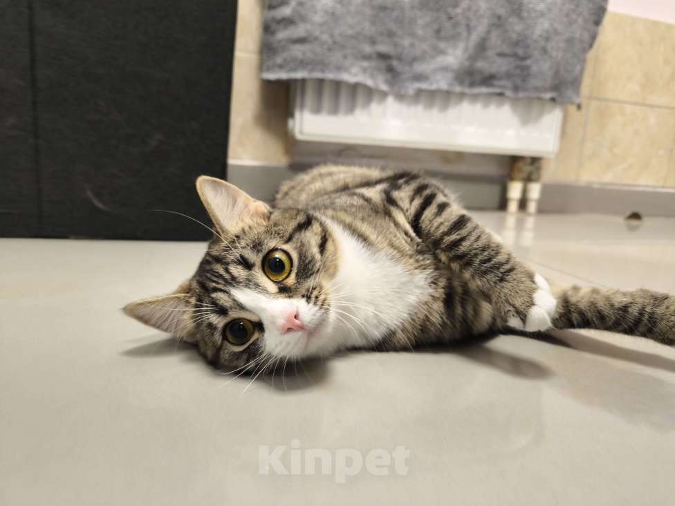 Кошки в Москве: Котенок в добрые руки Девочка, Бесплатно - фото 2