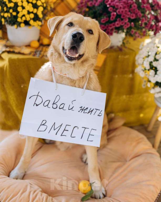 Собаки в Москве: Собака компаньон Мальчик, Бесплатно - фото 5