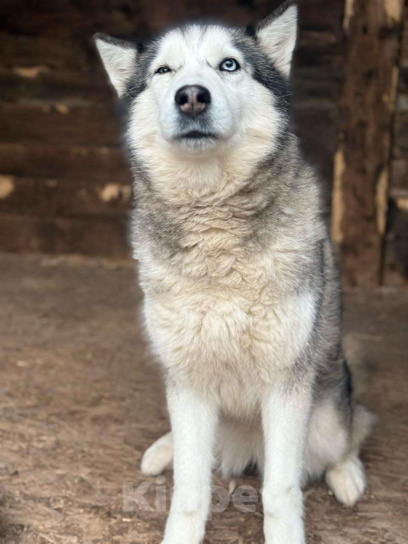 Собаки в Дмитрове: Хранительница очага - Кали Девочка, Бесплатно - фото 5