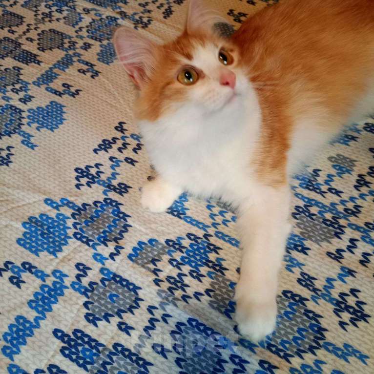 Кошки в Выборге: Молоденькая кошка Молли в добрые руки Девочка, Бесплатно - фото 2