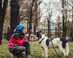Собаки в Москве: Робкий Макс ищет дом Мальчик, Бесплатно - фото 3