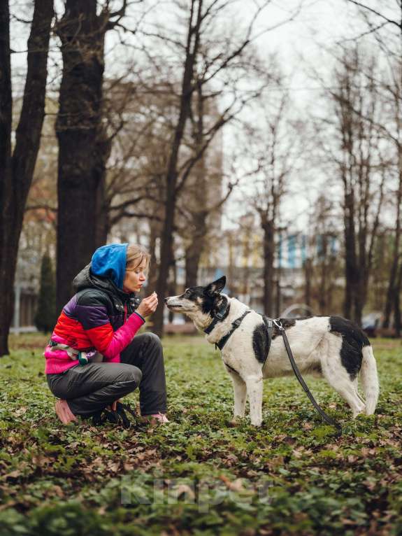 Собаки в Москве: Робкий Макс ищет дом Мальчик, Бесплатно - фото 3