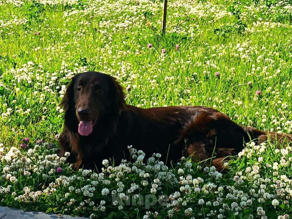 Собаки в Северодвинске: Вязка Мальчик, Бесплатно - фото 2