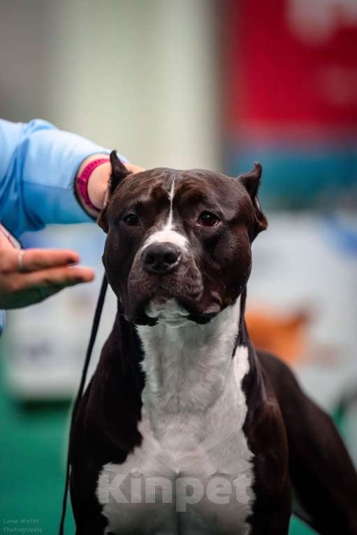 Собаки в Москве: Вязка Американский стаффордширский терьер Мальчик, 1 000 руб. - фото 8