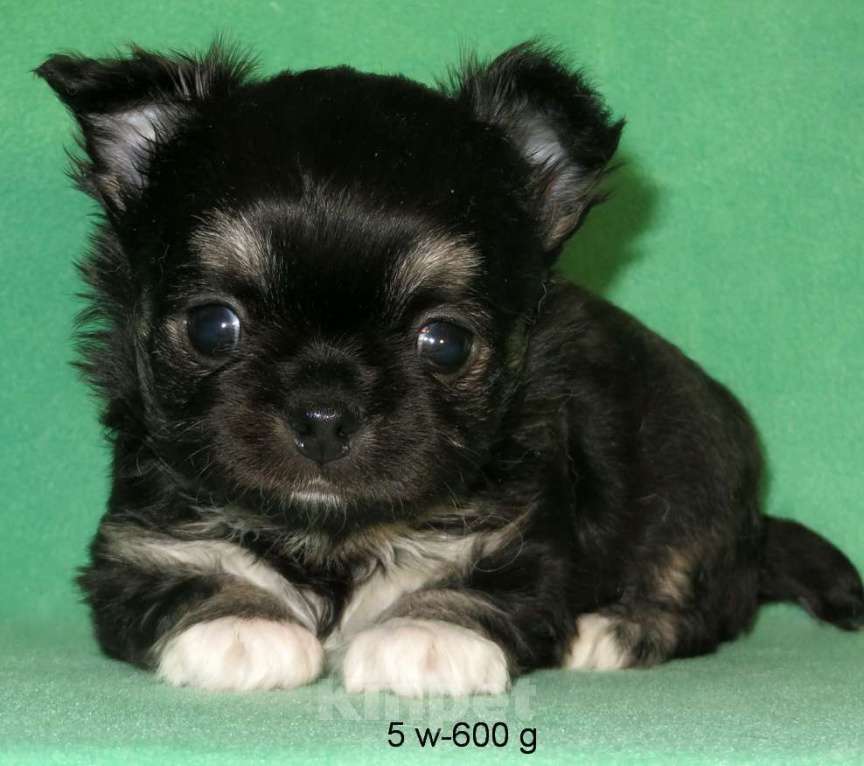 Собаки в Санкт-Петербурге: чихуахуа шоу мальчик по цене любимца Мальчик, 50 000 руб. - фото 5