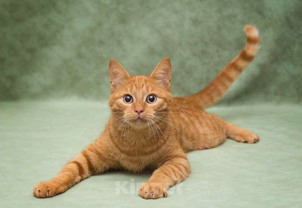 Кошки в Москве: Рыжий котенок подросток в добрые руки  Мальчик, Бесплатно - фото 3