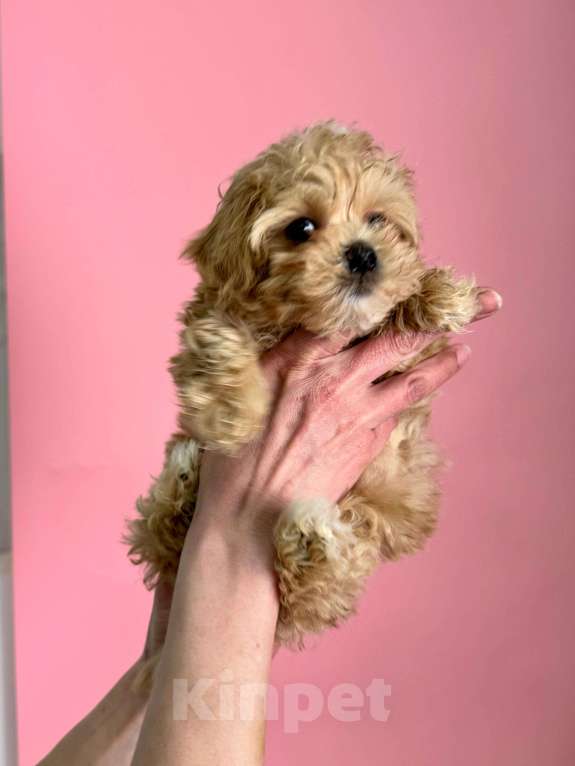 Собаки в Новосибирске: Мальти-пу f1 Девочка, 100 000 руб. - фото 8