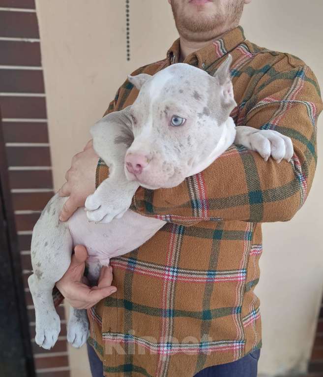 Собаки в других городах Московской области: Американский булли Разнополые, 70 000 руб. - фото 6