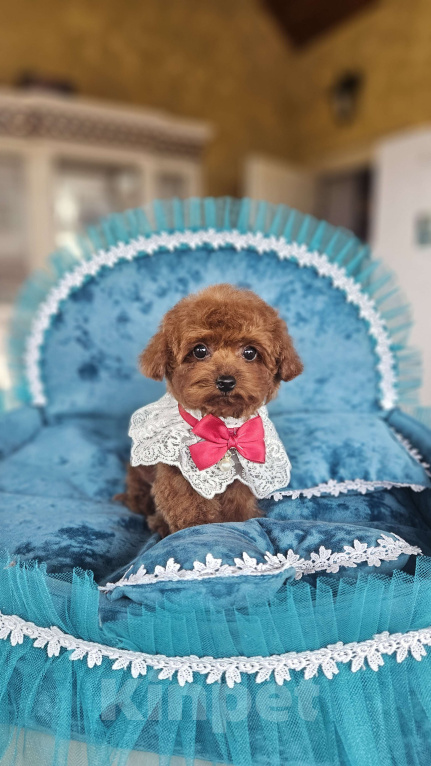 Собаки в Москве: Ти-кап пудель Мальчик, 200 000 руб. - фото 6