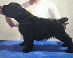 Собаки в Новосибирске: Рчт Девочка, 60 000 руб. - фото 1