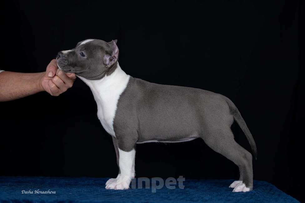 Собаки в Москве: Голубые щенки амстаффа из питомника Девочка, 150 000 руб. - фото 3