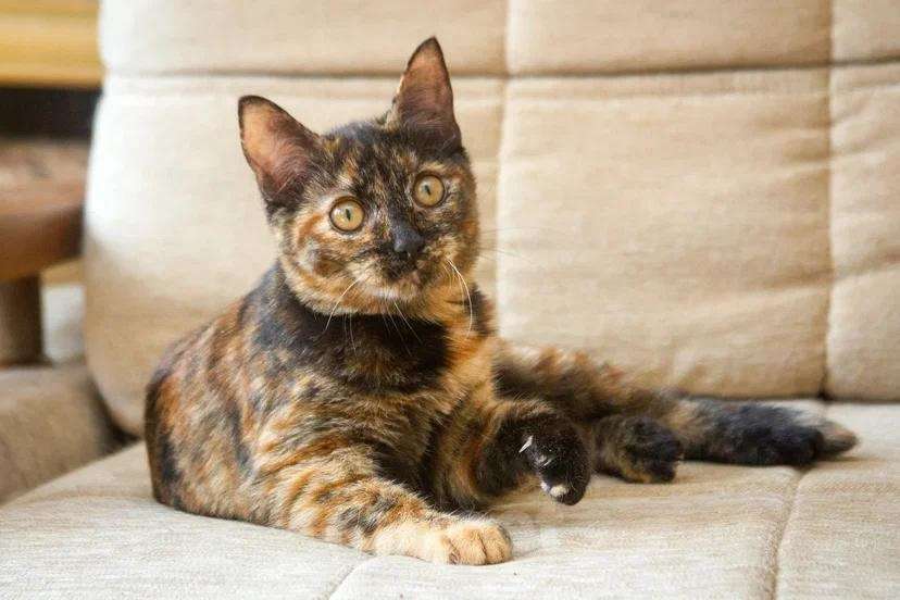 Кошки в Люберцах: Эксклюзивная милота - Пятнашка Девочка, Бесплатно - фото 9