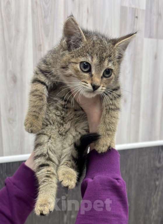 Кошки в Химках: Котенок Девочка, Бесплатно - фото 1