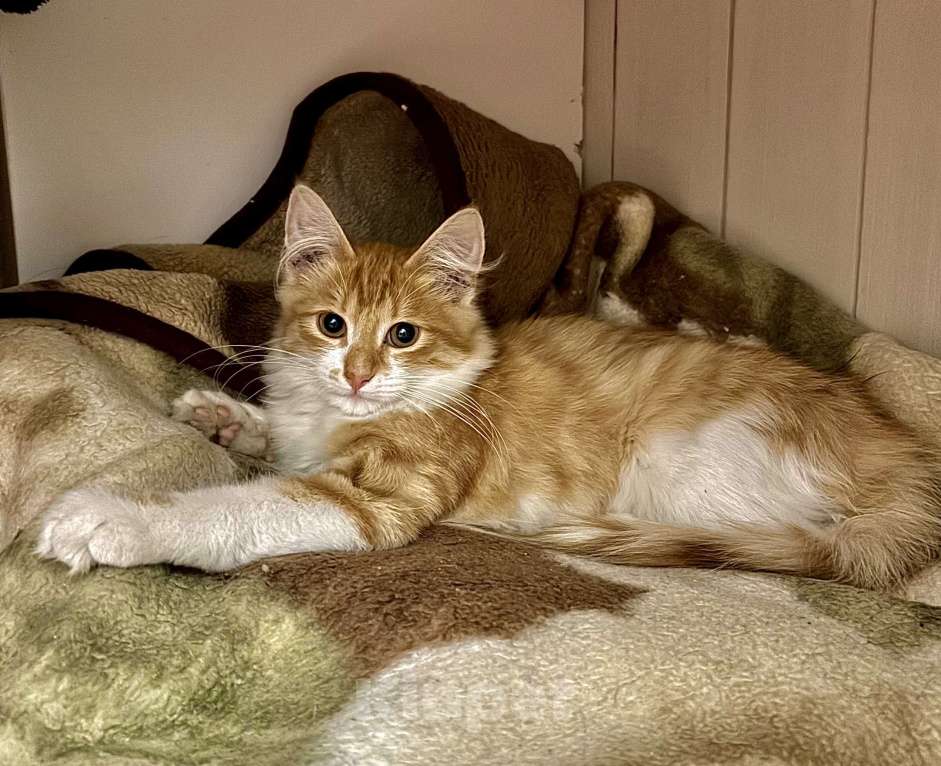 Кошки в Жуковском: Котёнок (рыженький) Мальчик, Бесплатно - фото 6