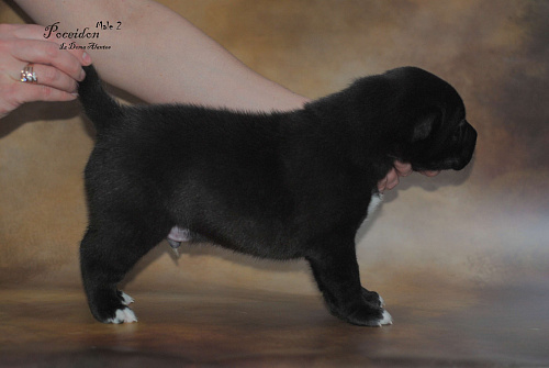 Черный щенок сао