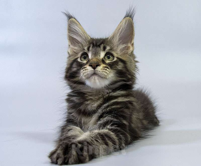 Кошки в Москве: Котенок Мейн кун. Мальчик, Бесплатно - фото 1