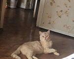 Кошки в Чите: Кот шотландский, 1 руб. - фото 1
