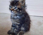 Кошки в Теберде: Котята Мейн Кун, 16 000 руб. - фото 1