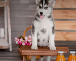 Собаки в Домодедово: Продажа Мальчик, 250 000 руб. - фото 1