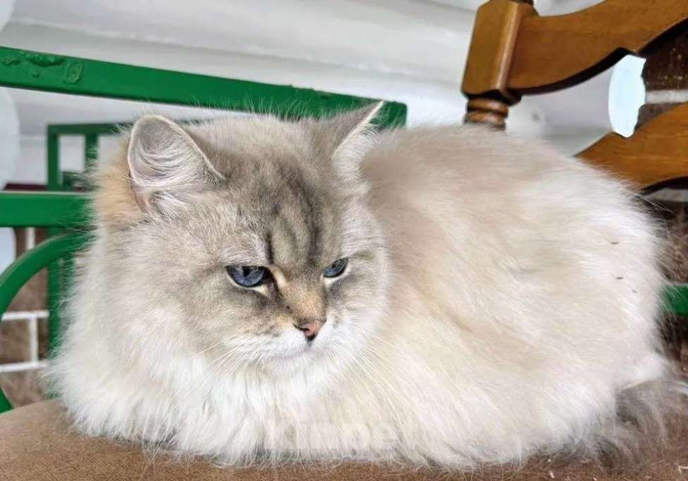 Кошки в Воронеже: Рэгдолл девочка окрас Блю колор поинт Девочка, 10 000 руб. - фото 3