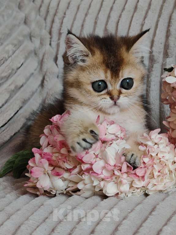 Кошки в Москве: Золотая шиншилла Девочка, 70 000 руб. - фото 4