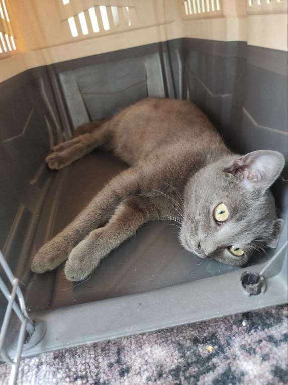 Кошки в Москве: Мурчалка котик Нико в дар Мальчик, Бесплатно - фото 2