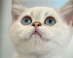 Кошки в Санкт-Петербурге: Шотландская прямоухая кошка Девочка, 15 000 руб. - фото 4