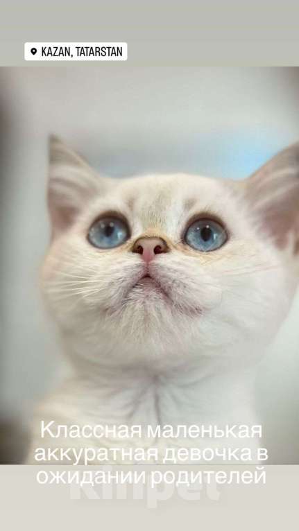 Кошки в Санкт-Петербурге: Шотландская прямоухая кошка Девочка, 15 000 руб. - фото 4