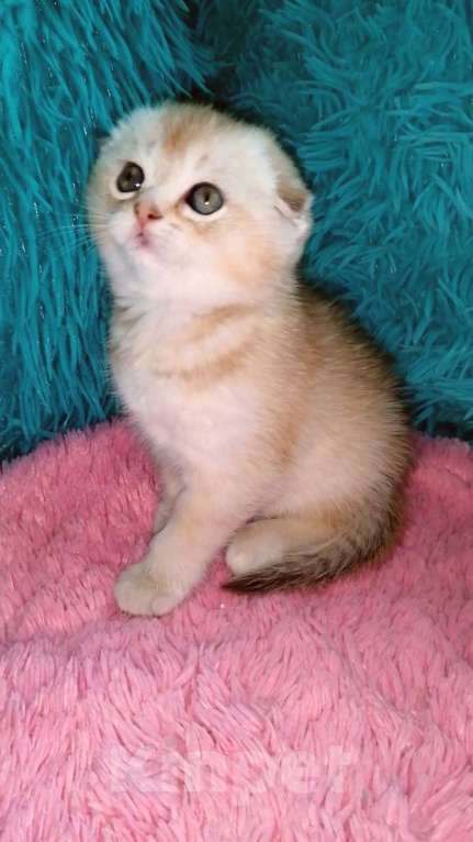 Кошки в Москве: Шотландские вислоухие котята  Девочка, 30 000 руб. - фото 3
