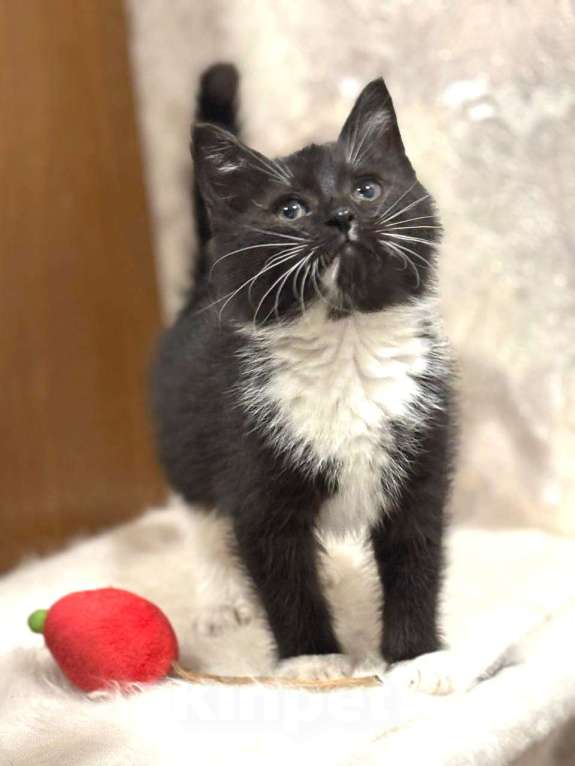 Кошки в Москве: Пушистый Фунтик. Котенок в добрые руки. Мальчик, Бесплатно - фото 3