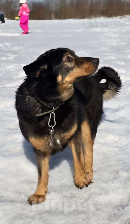 Собаки в Королеве: Града - воплощение безграничной нежности! Девочка, Бесплатно - фото 1