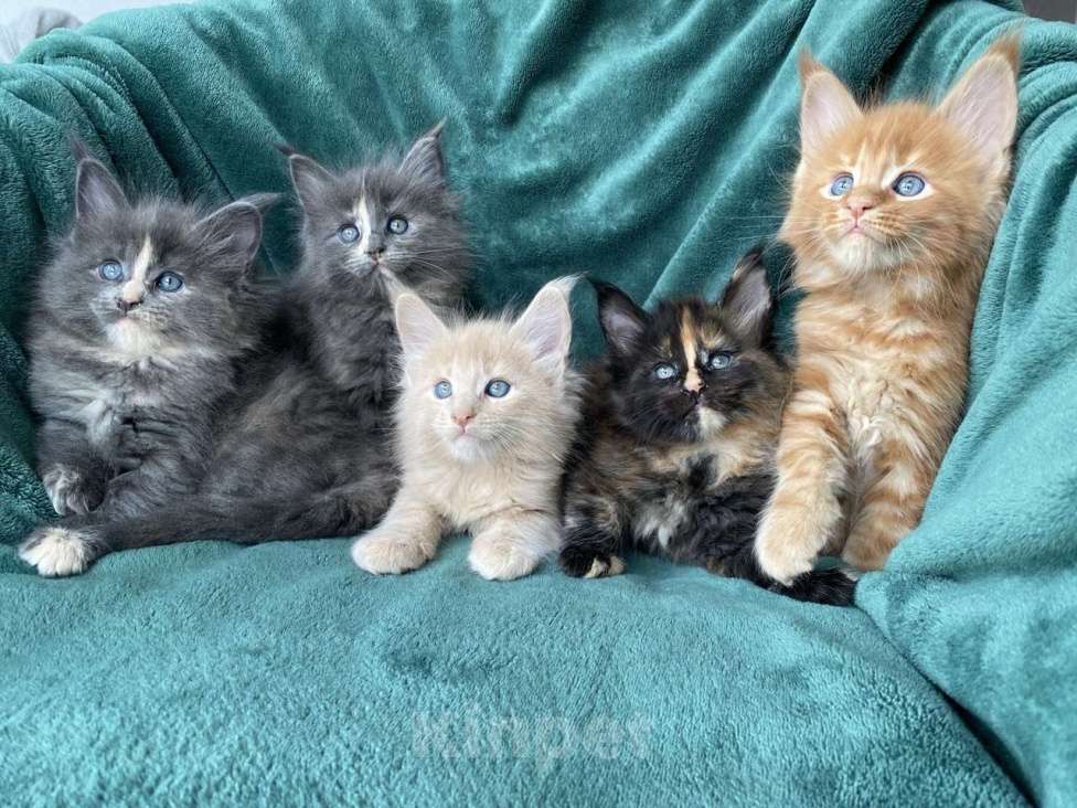 Кошки в Одинцово: Котята мейн кун Мальчик, 15 000 руб. - фото 3