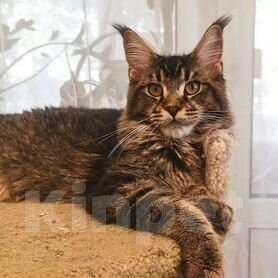 Кошки в Топке: Продам мейкун девочка Девочка, 6 000 руб. - фото 1