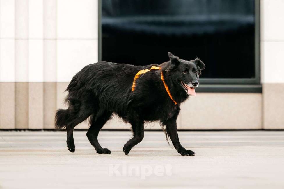 Собаки в Москве: Знакомьтесь, ее зовут Шанти! Девочка, Бесплатно - фото 4