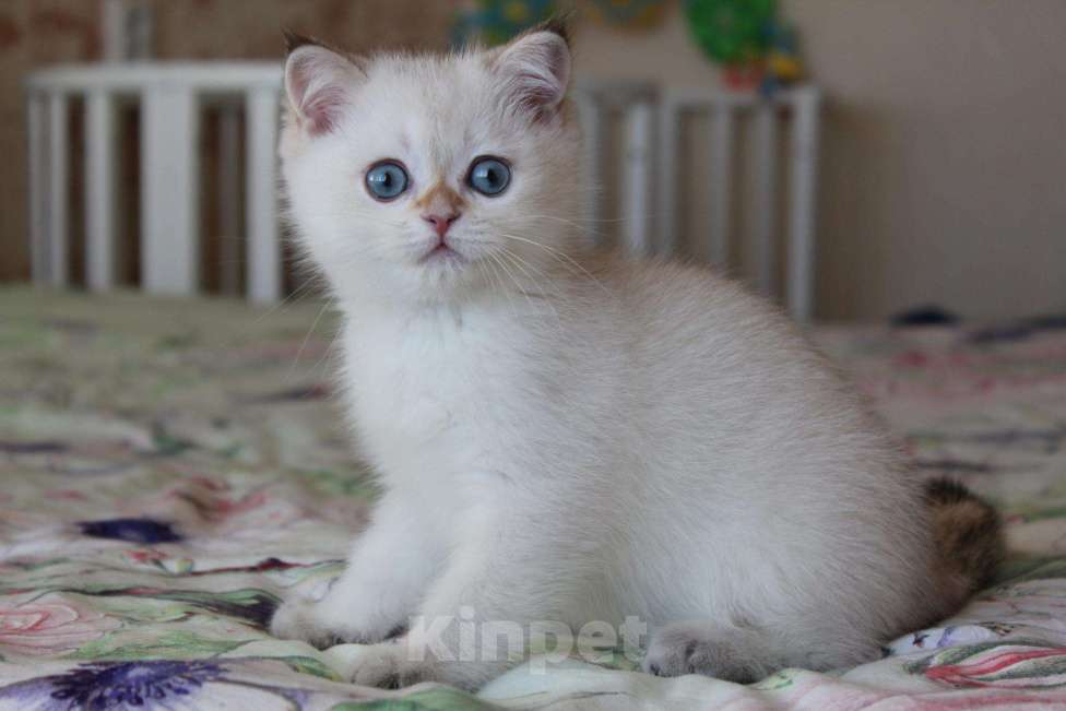 Кошки в Екатеринбурге: Котёнок Гав, 15 000 руб. - фото 1