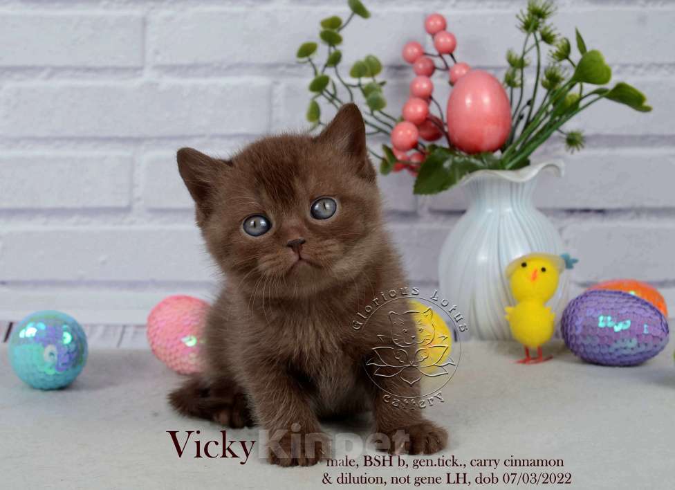 Кошки в Санкт-Петербурге: Британский котик шоколадного окраса  Мальчик, 40 000 руб. - фото 1