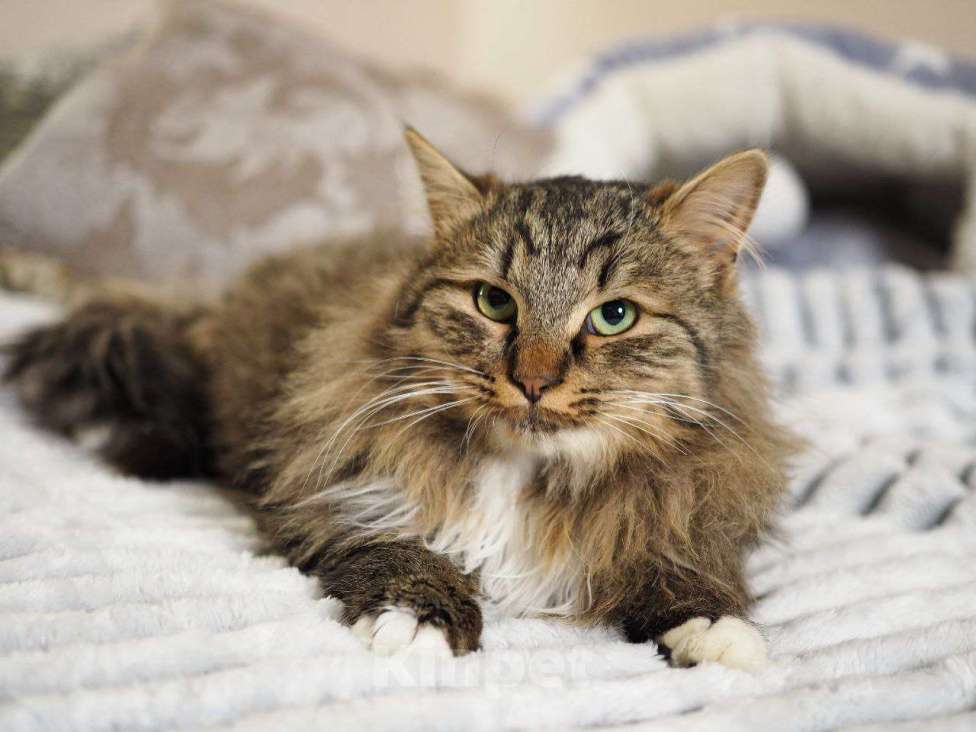 Кошки в Москве: котенок Мохер ищет дом Мальчик, Бесплатно - фото 2