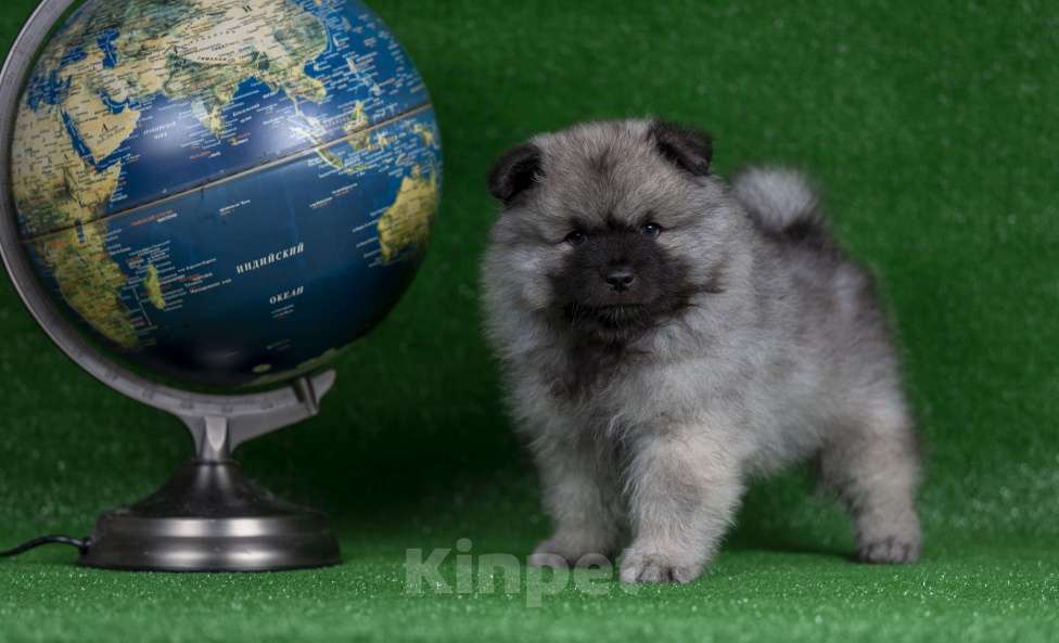 Собаки в Перми: Щенок Вольфшпиц Мальчик, 85 000 руб. - фото 4