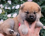Собаки в Волгодонске: Продажа малыша сиба ину  Девочка, 70 000 руб. - фото 2