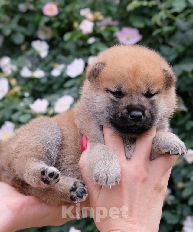 Собаки в Волгодонске: Продажа малыша сиба ину  Девочка, 70 000 руб. - фото 2