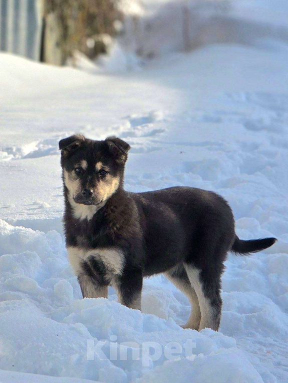 Собаки в Москве: Щенок Куна ищет дом Девочка, Бесплатно - фото 6