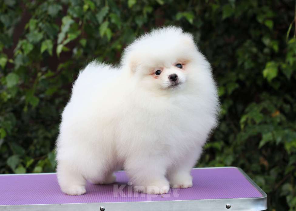 Собаки в Москве: Щенки померанского и малого шпица Девочка, Бесплатно - фото 7