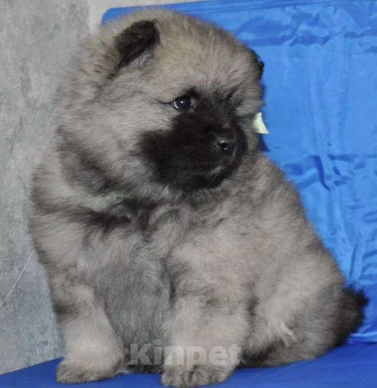 Собаки в Новосибирске: Вольфшпиц от титулованных родителей Мальчик, 60 000 руб. - фото 2