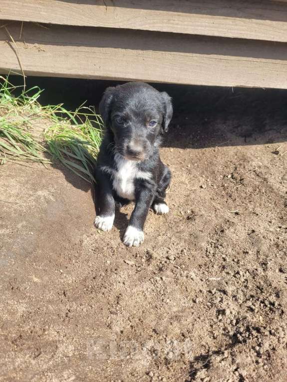 Собаки в других городах Воронежской области: Помесь восточноевропейской овчарки и русского спаниеля Девочка, Бесплатно - фото 3