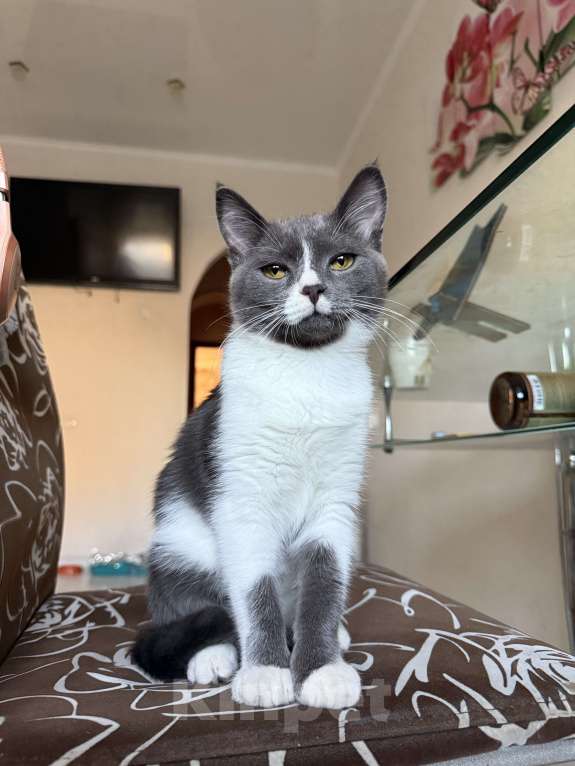 Кошки в Ставрополе: Мальчики пушистики Мальчик, 10 руб. - фото 10