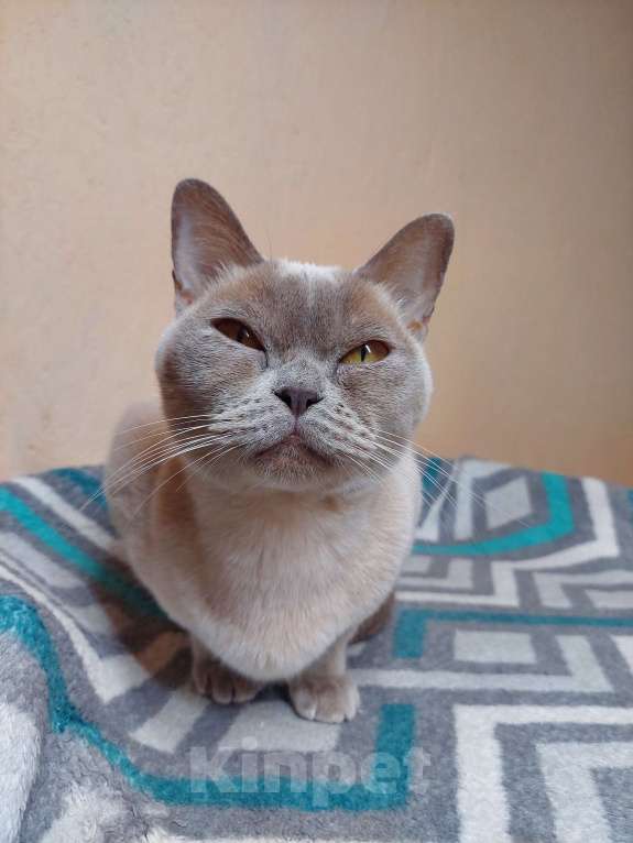 Кошки в Челябинске: Алиса Девочка, 40 000 руб. - фото 2