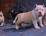 Собаки в Ангарске: Американский булли. Щенки Разнополые, 80 000 руб. - фото 3