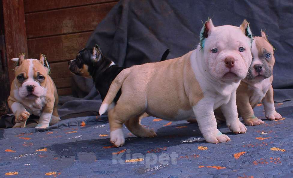 Собаки в Ангарске: Американский булли. Щенки Разнополые, 80 000 руб. - фото 3